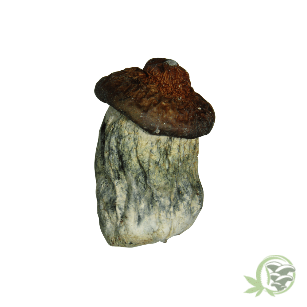 Bluey Vuitton by Amazeballs - Image 4