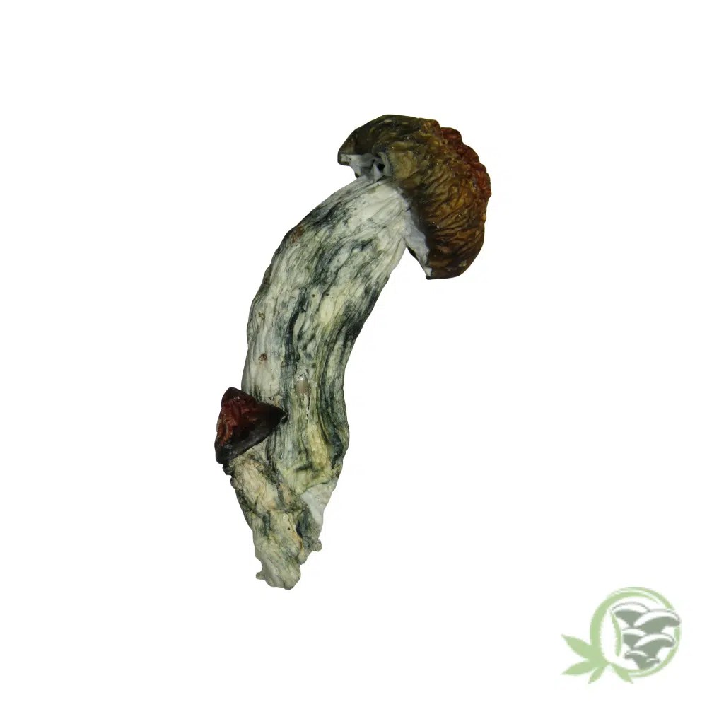 Bluey Vuitton by Amazeballs