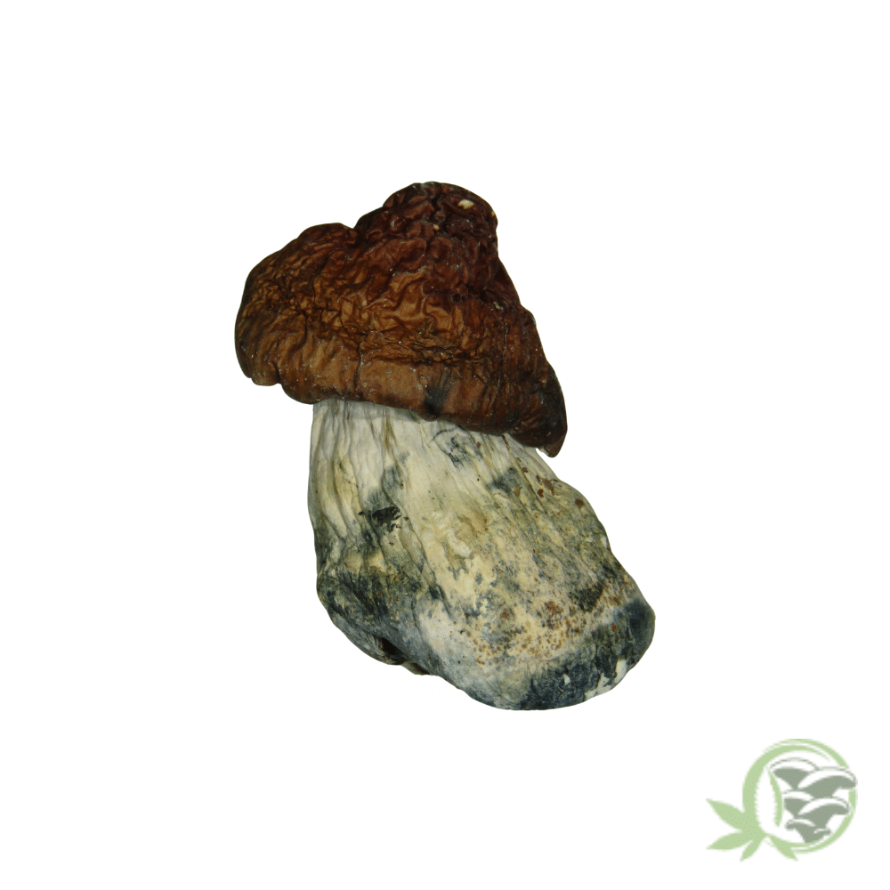 Bluey Vuitton by Amazeballs - Image 3