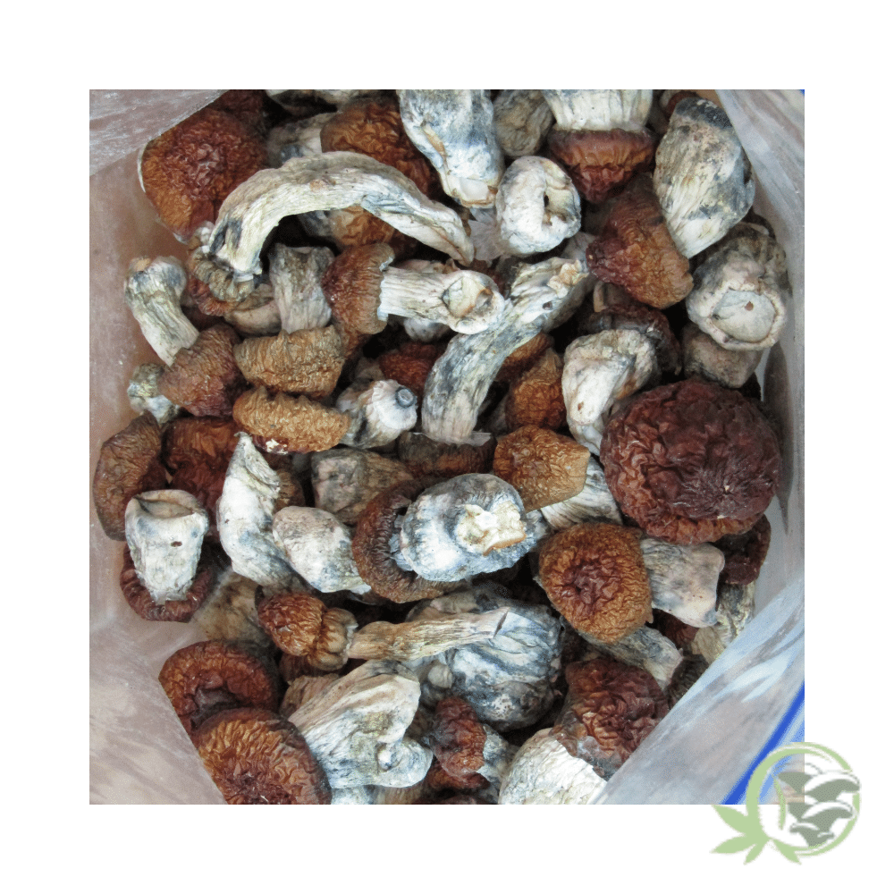 Bluey Vuitton by Amazeballs - Image 2