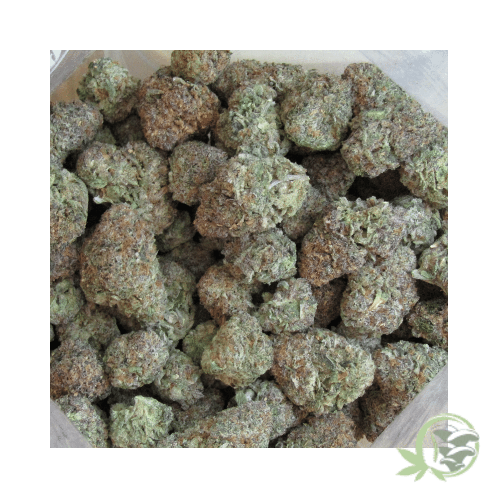 Gelato Punch - Image 2