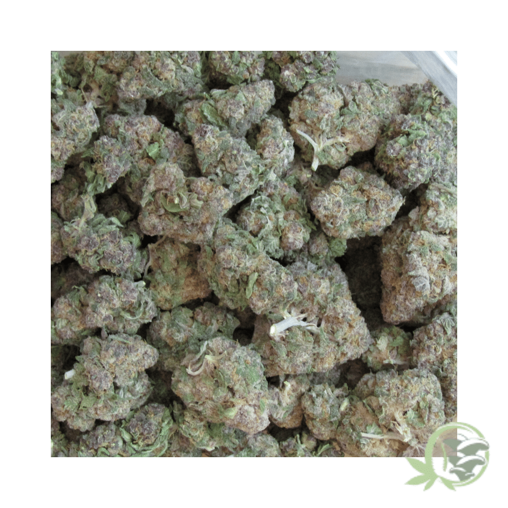 Purple Mimosa - Image 2