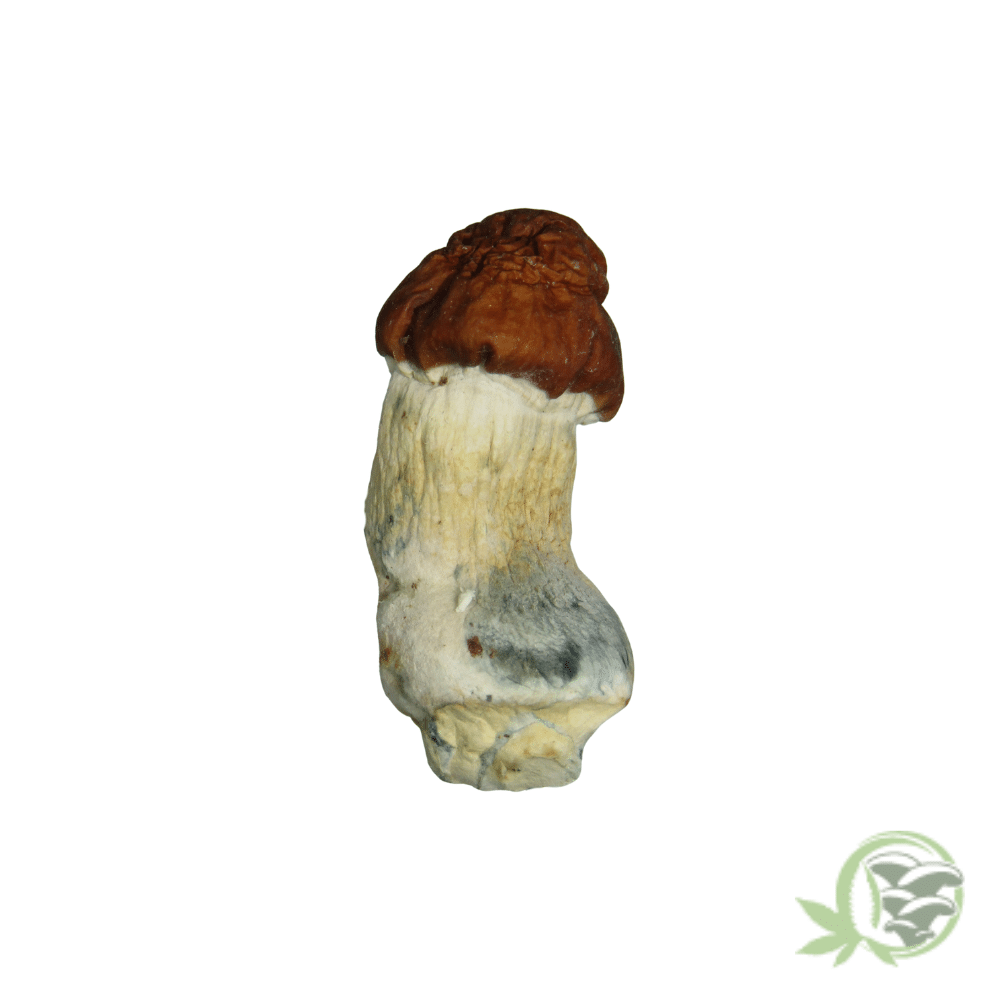 Vietnamese Cubensis - Image 4