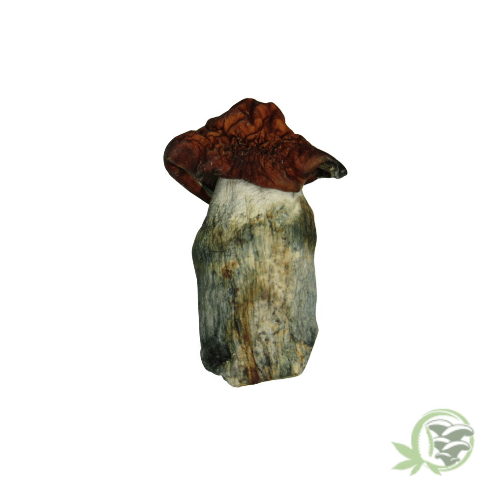 Vietnamese Cubensis - Image 3