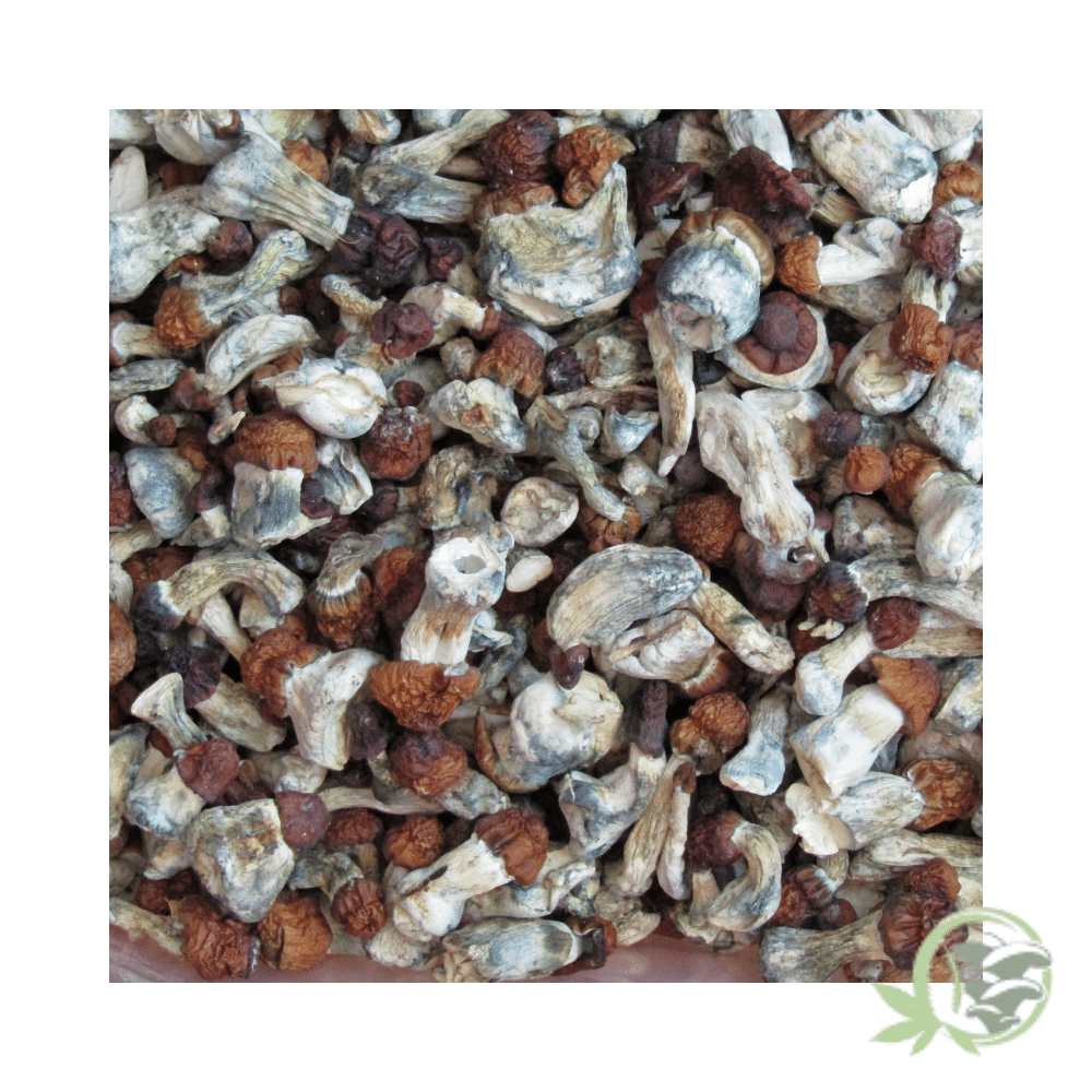 Vietnamese Cubensis - Image 2