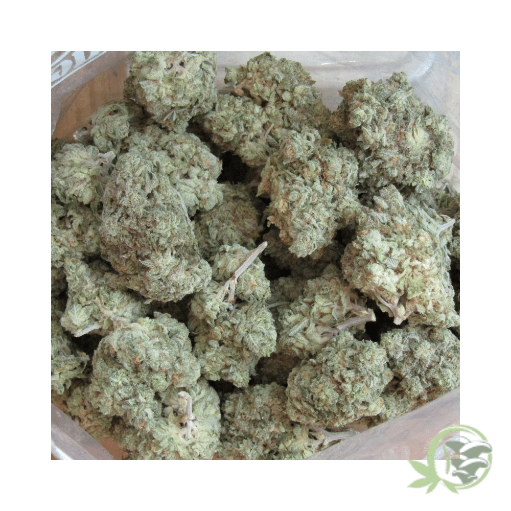 White Widow - Image 2