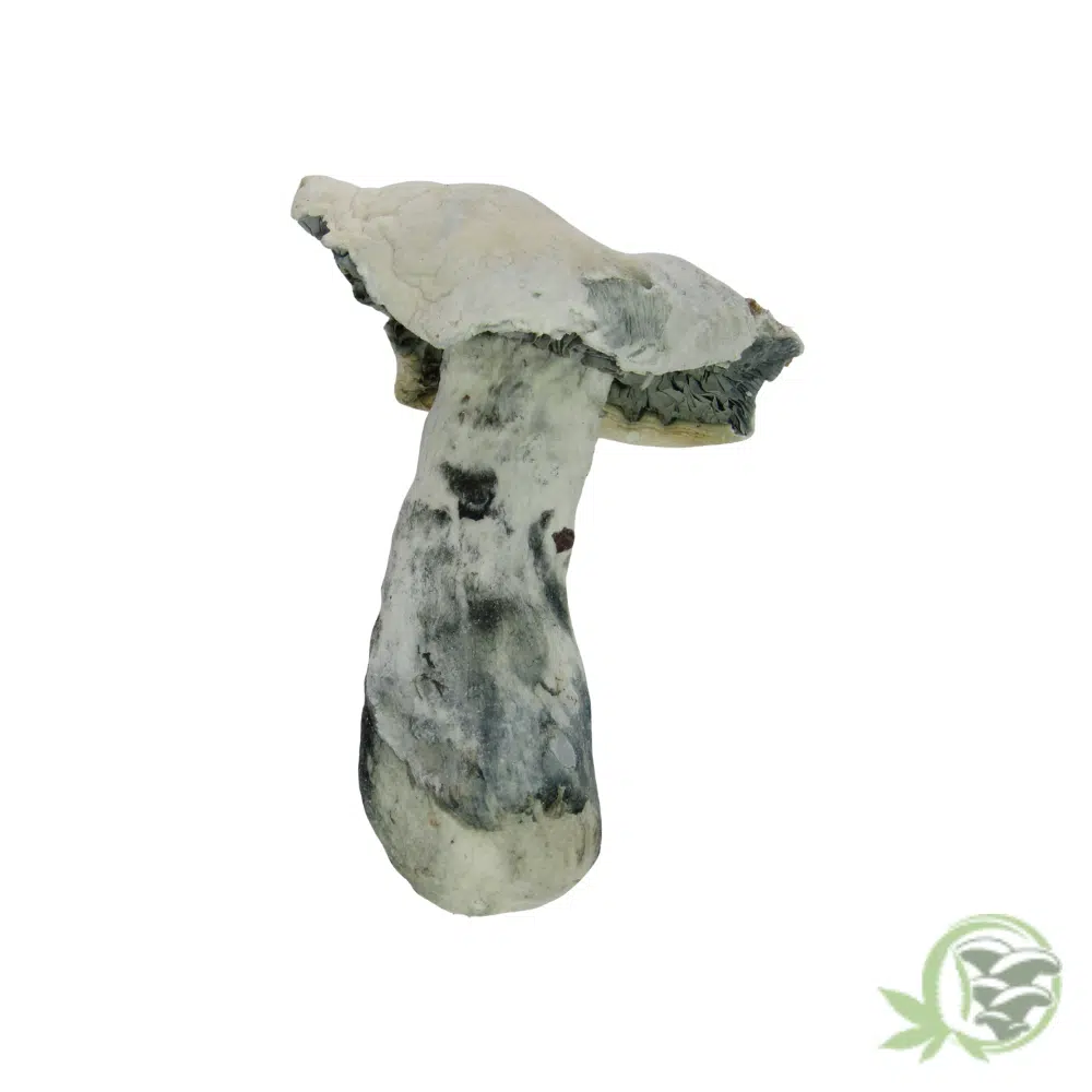 Albino Makilla Gorilla - Image 3