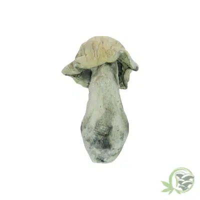 Albino Makilla Gorilla