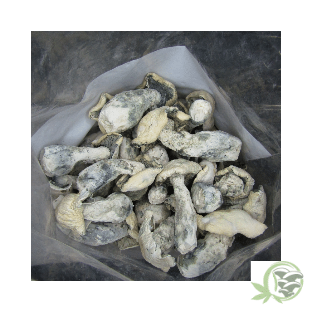 Albino Makilla Gorilla - Image 5