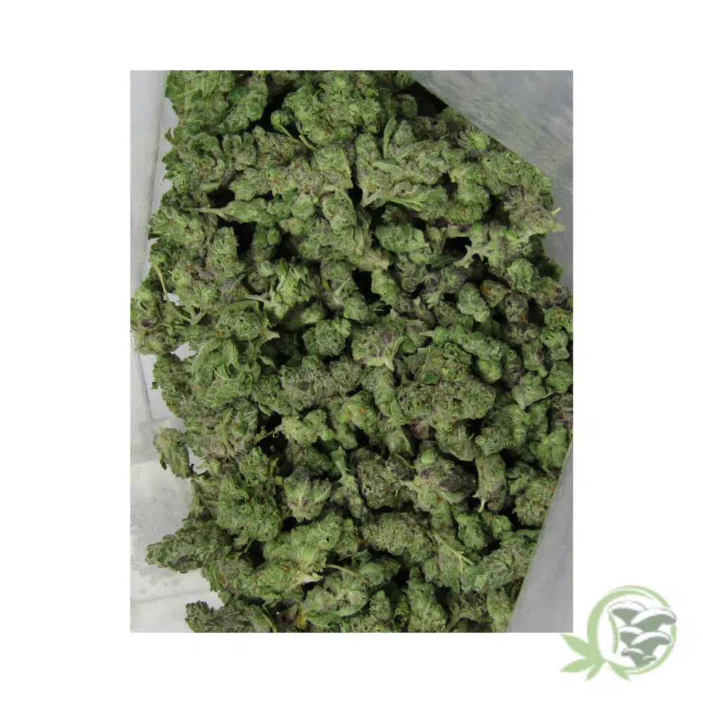 Gastown OG (Mids) - Image 5