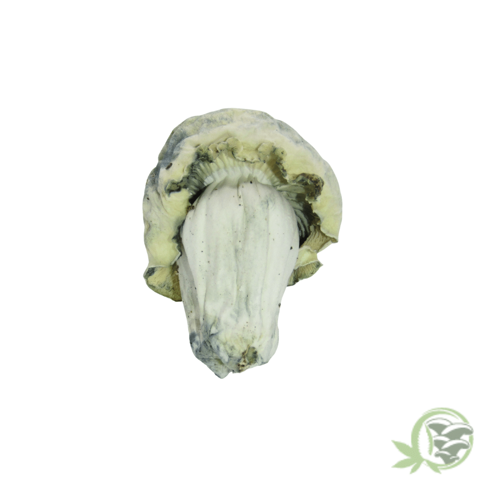 Nutcracker Cubensis - Image 2