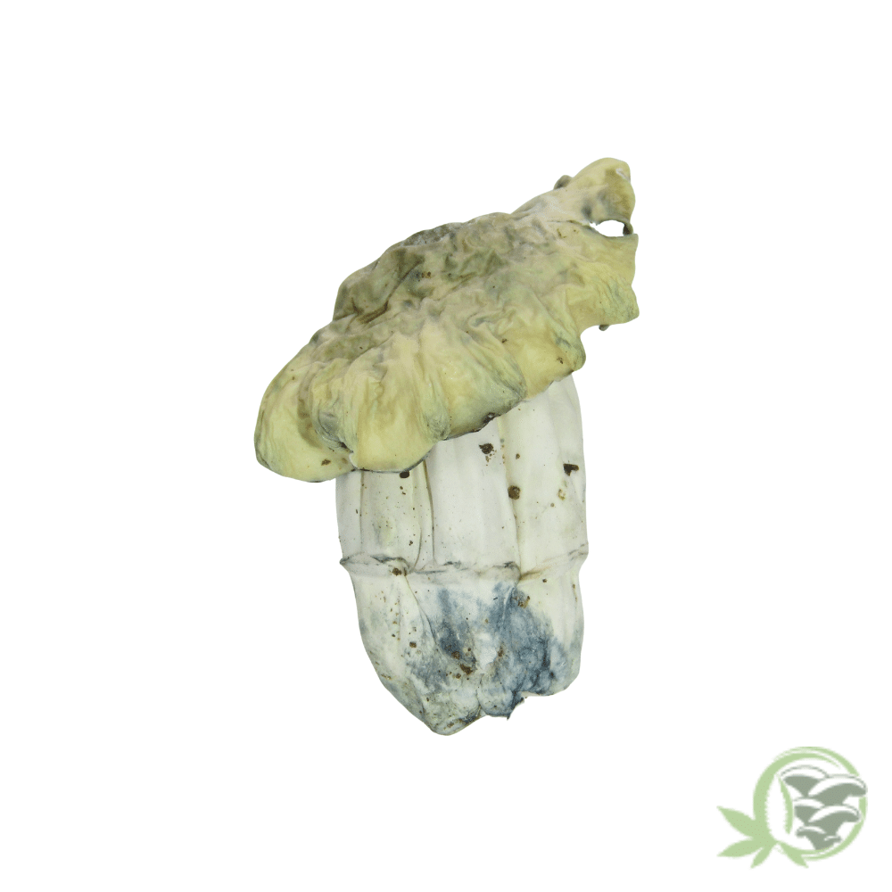 Nutcracker Cubensis - Image 3