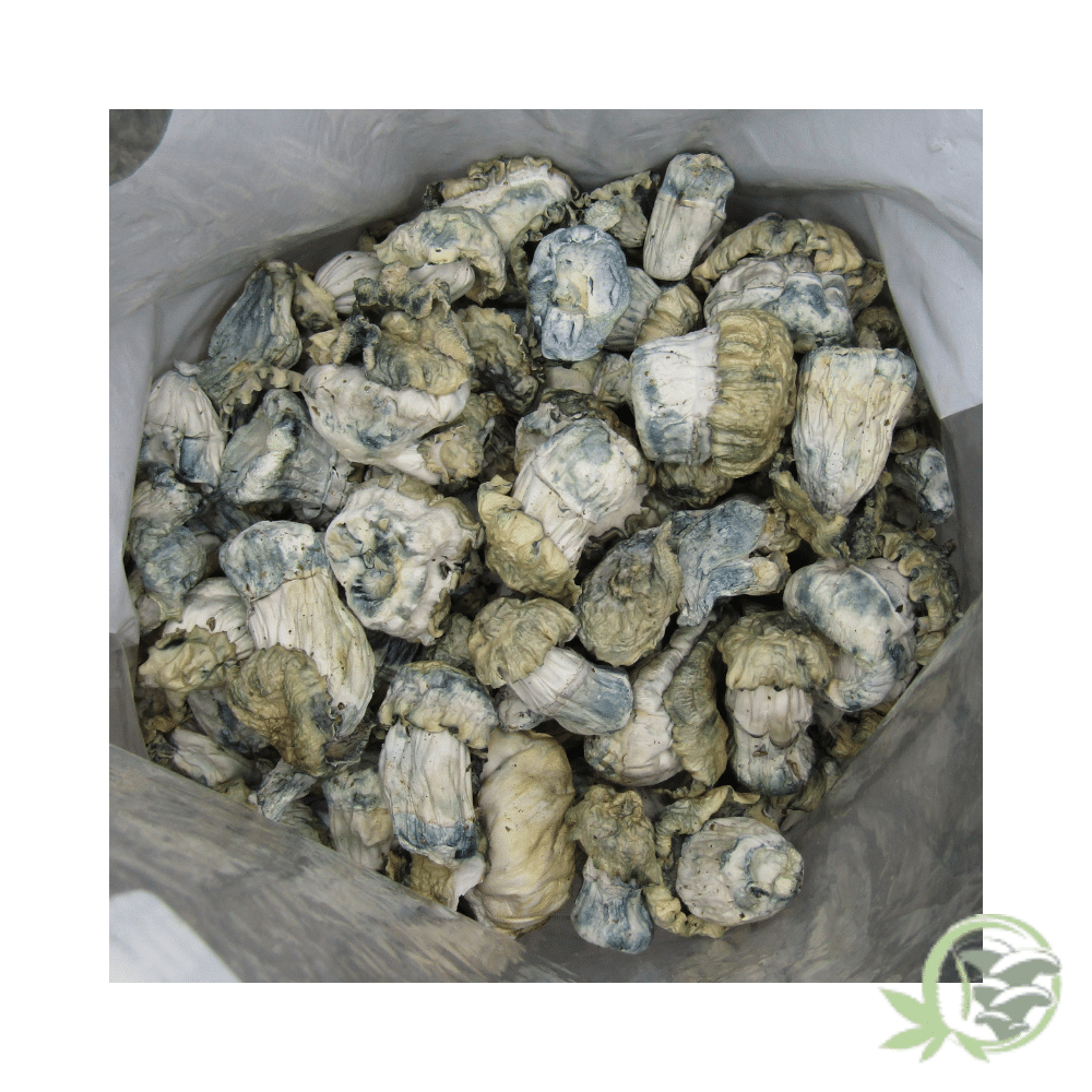 Nutcracker Cubensis - Image 5