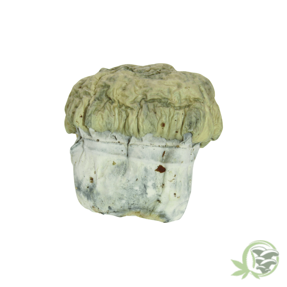 Nutcracker Cubensis - Image 4