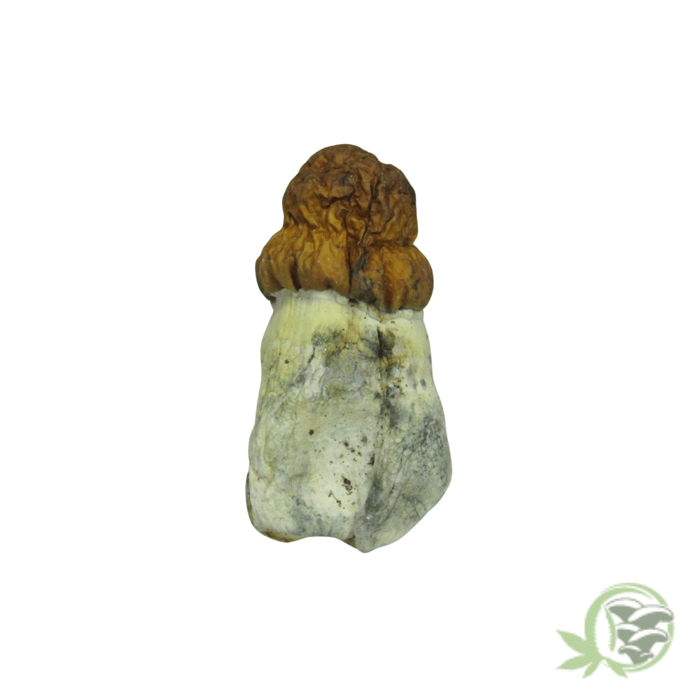 Texas Yellow Cap Cubensis by Amazeballs - Image 4