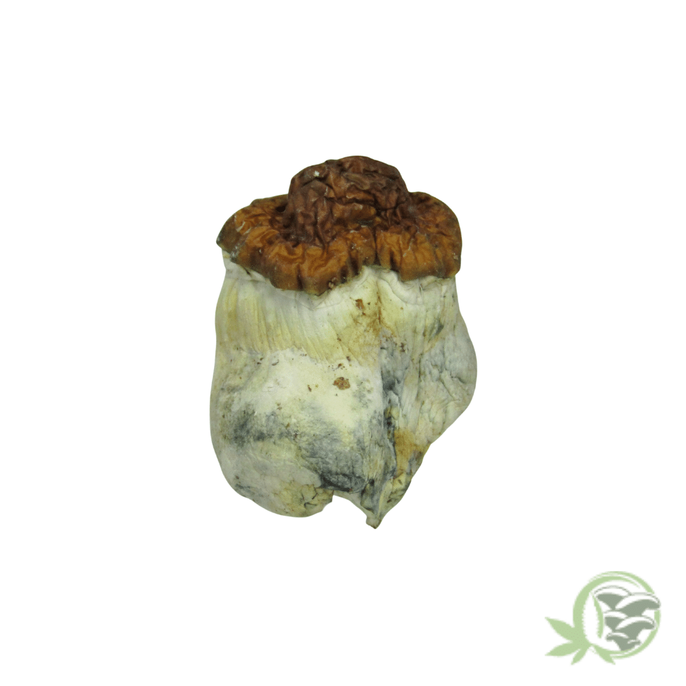 Texas Yellow Cap Cubensis by Amazeballs - Image 3