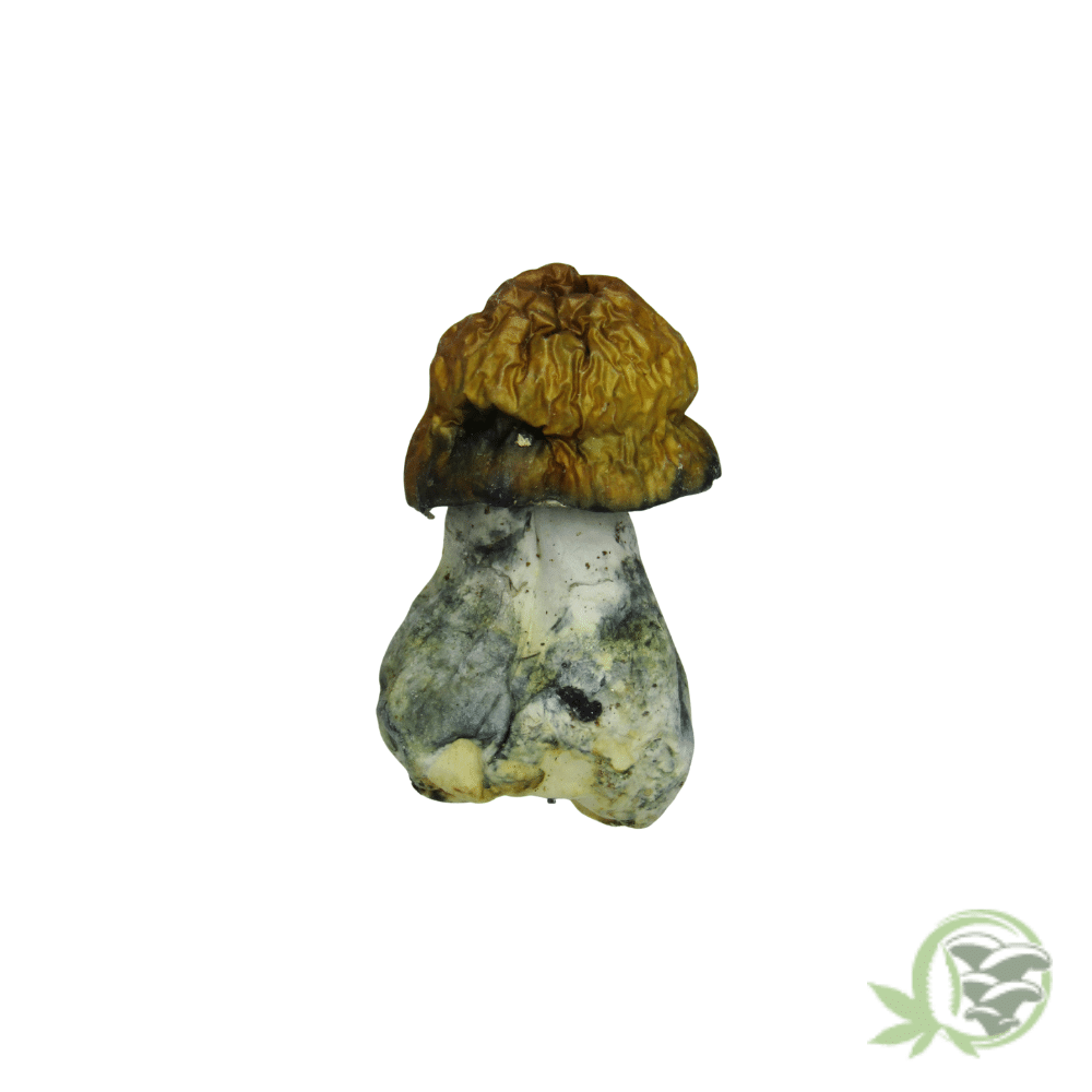 Texas Yellow Cap Cubensis by Amazeballs - Image 2