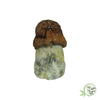 Texas Yellow Cap Cubensis by Amazeballs