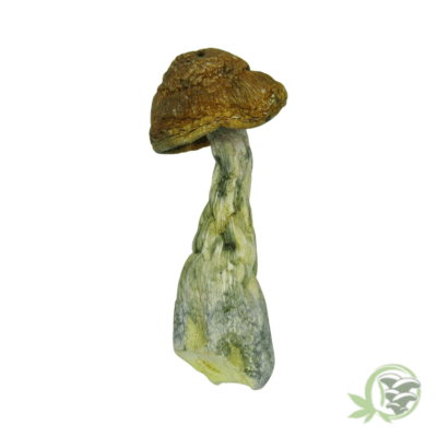 Tidal Wave Cubensis by Amazeballs