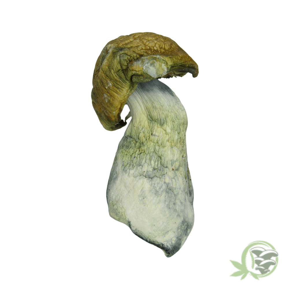 Tidal Wave Cubensis by Amazeballs - Image 2