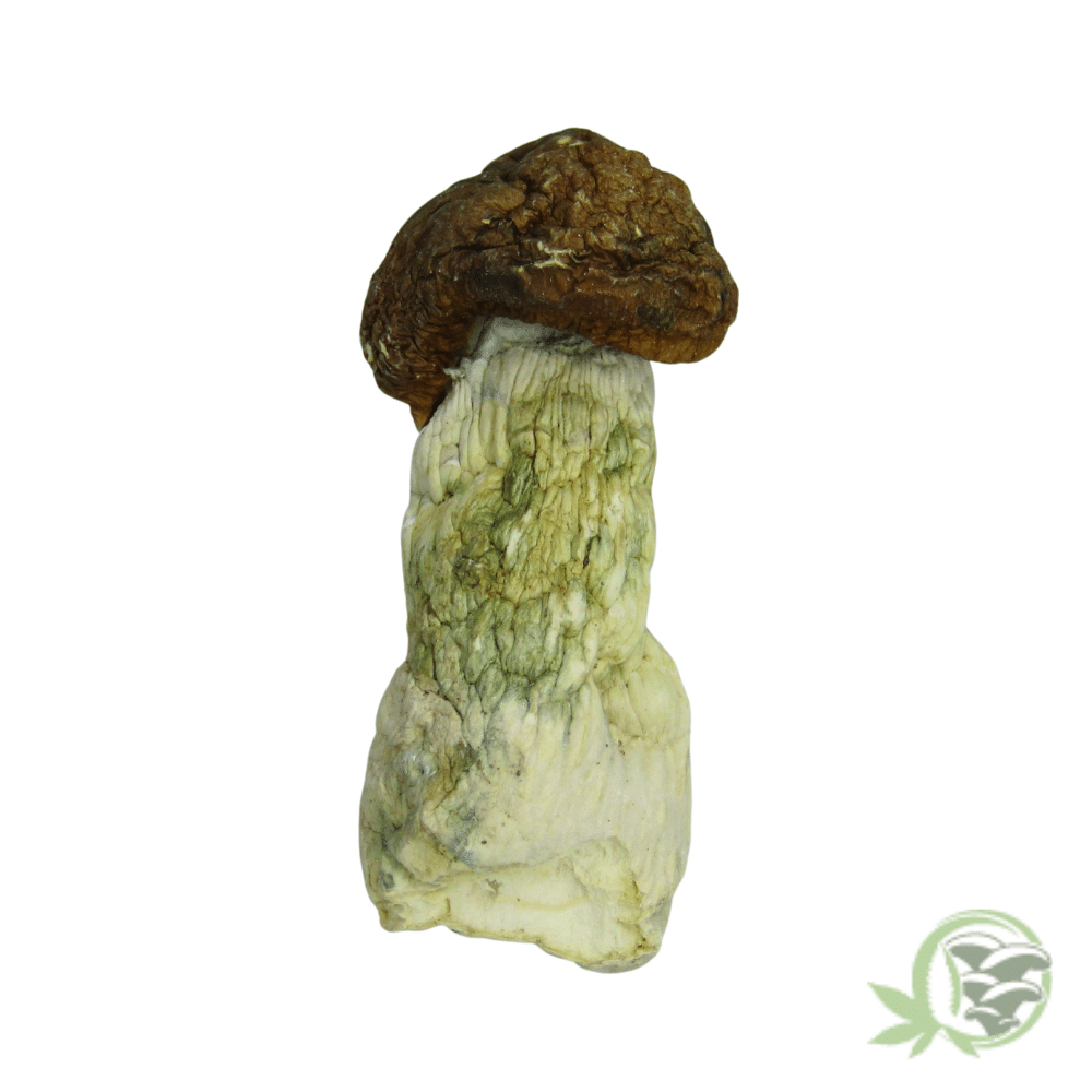 Tidal Wave Cubensis by Amazeballs - Image 5