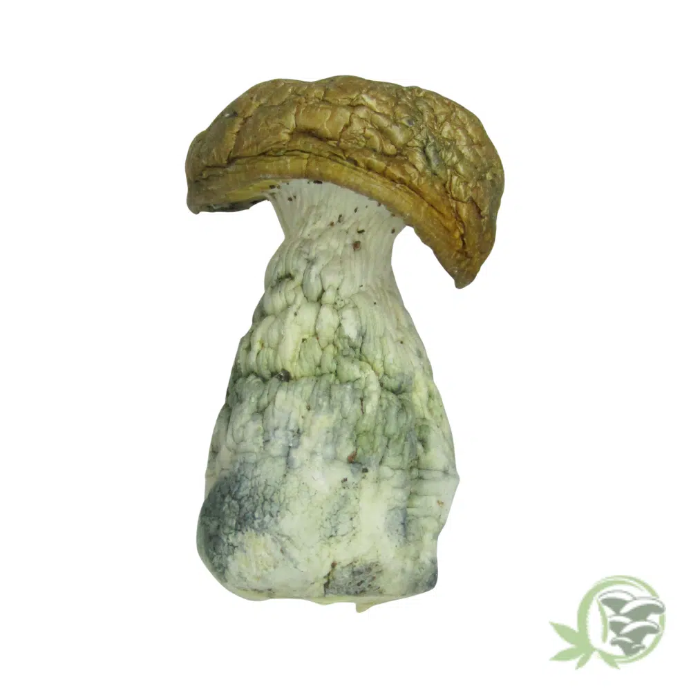 Tidal Wave Cubensis by Amazeballs - Image 4