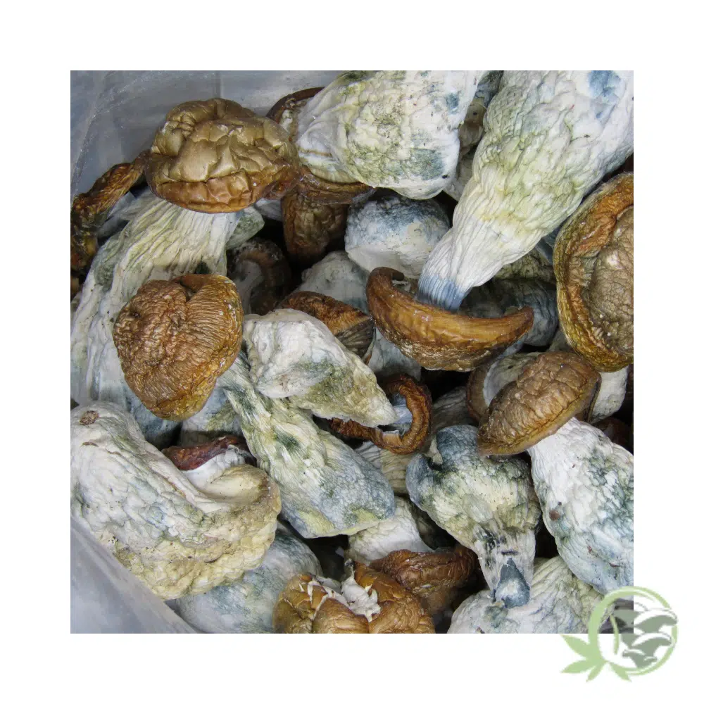 Tidal Wave Cubensis by Amazeballs - Image 3