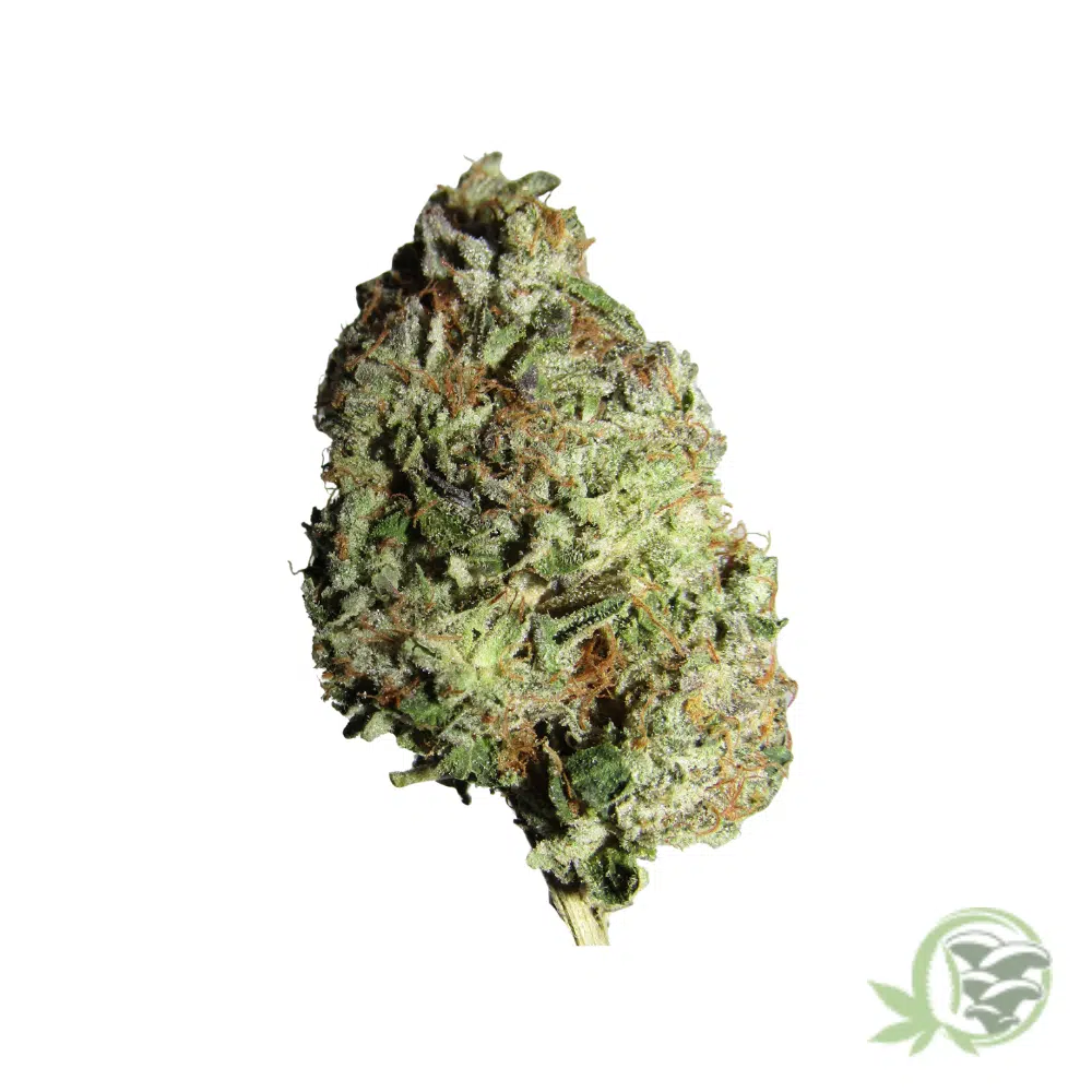 Master Kush - Image 2